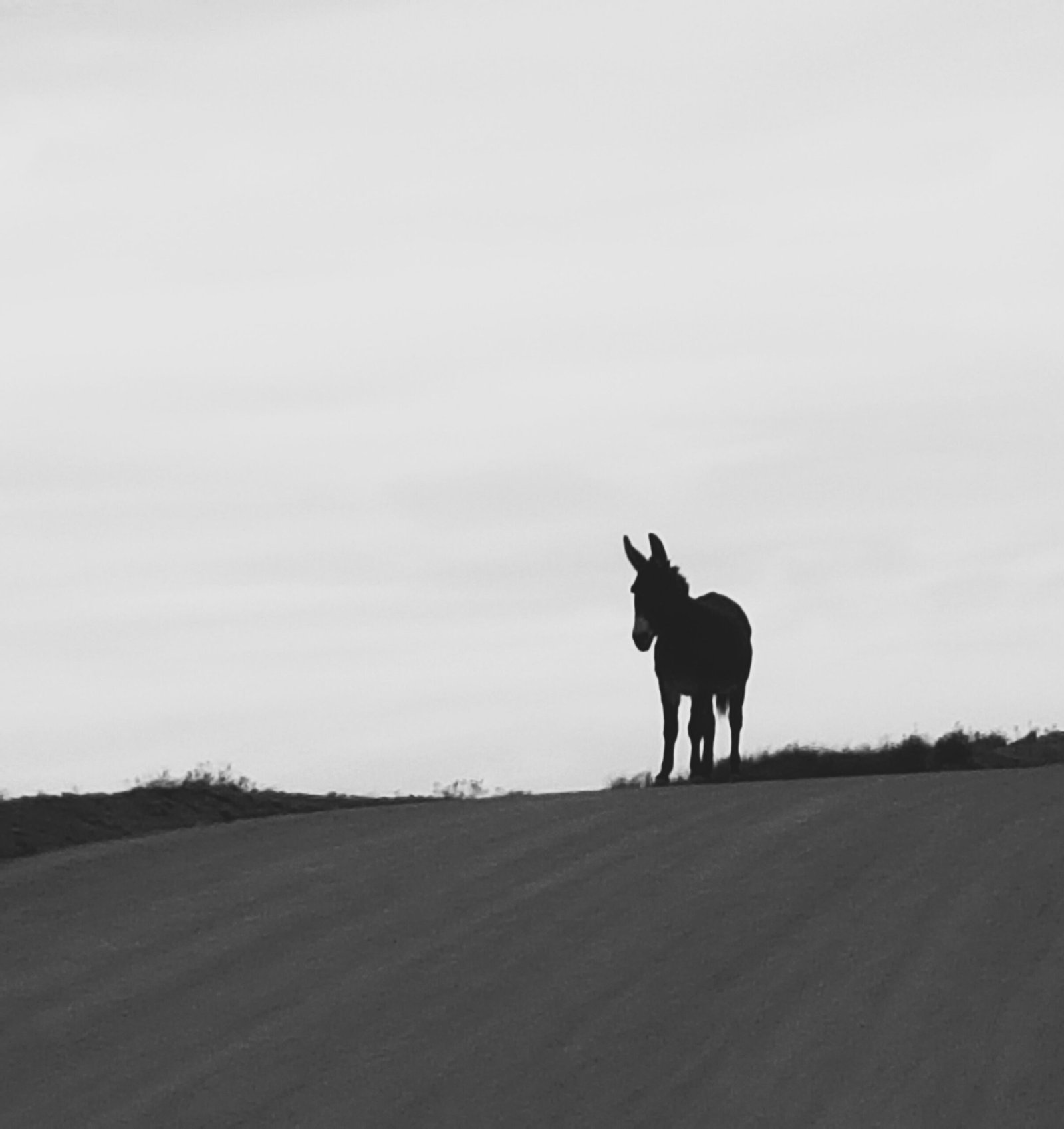 Ximena Vallejos Photographer